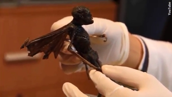Winged-Creature-from-Mexico
